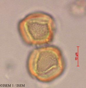 ISEM 1/Elatine_alsinastrum_28881/Elatine_alsinastrum_28881_0001(copy)_thumb.jpg